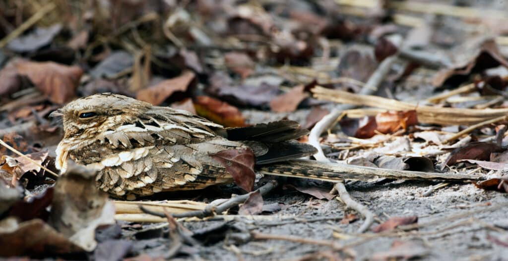 The Enigmatic Nightjar