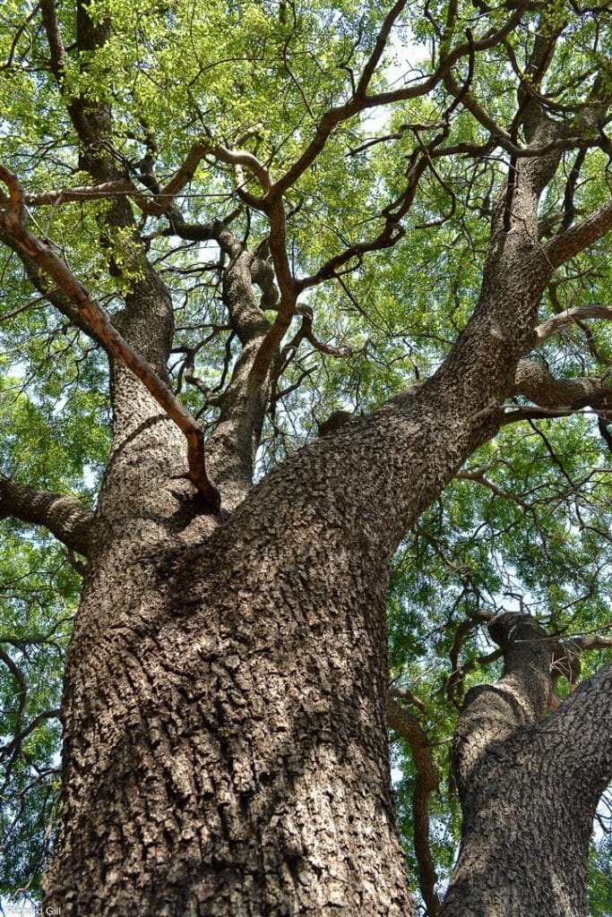 A Jewel of Nature’s Legacy