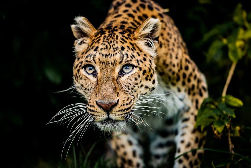 The Leopard